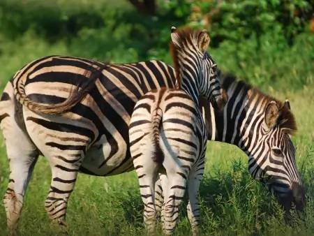 Safaris dans le plus grand parc national d’Afrique du Sud