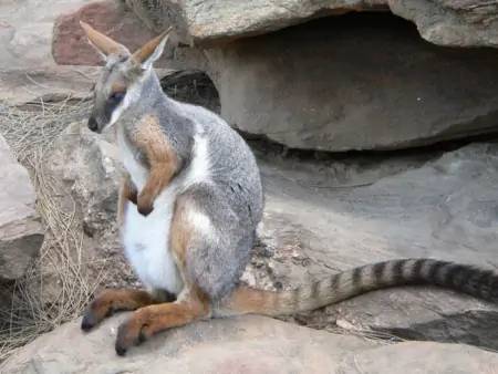 Kangaroo Island, au cœur de la nature