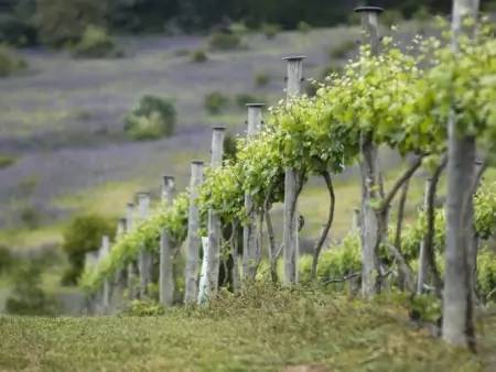 La région viticole de Barossa Valley