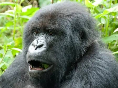 Bonjour Gorilles du Rwanda !