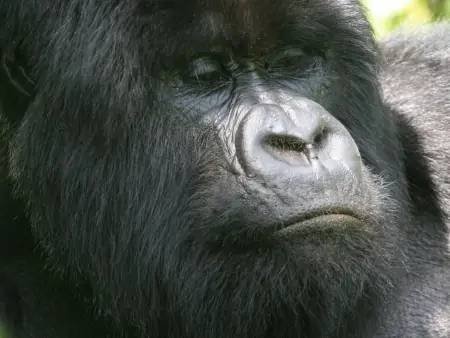 Bonjour Gorilles du Rwanda !