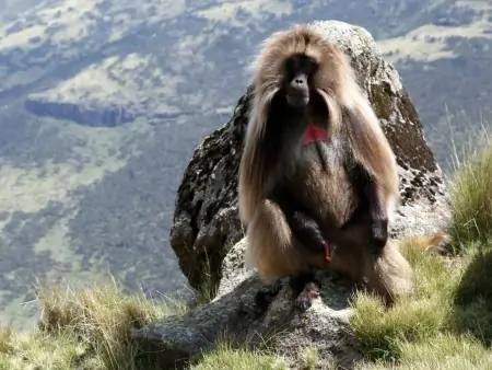 Parc national de Simien, trésor classé à l’Unesco