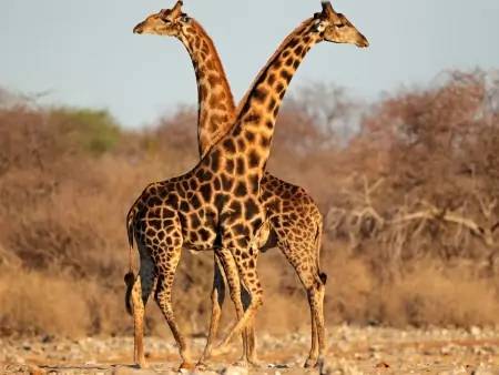 Safari à Etosha