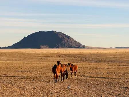 Les chevaux sauvages du désert