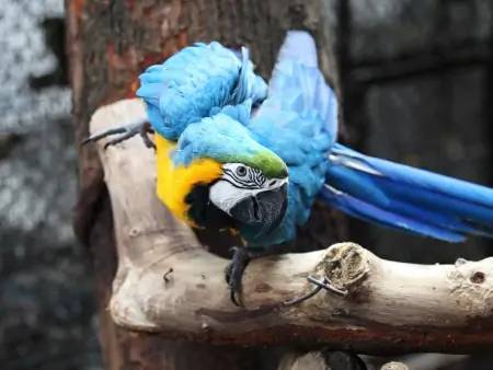 Perroquets d’Amazonie