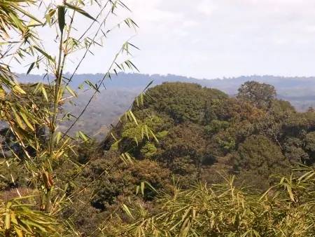 Canopée et cimes de la forêt amazonienne