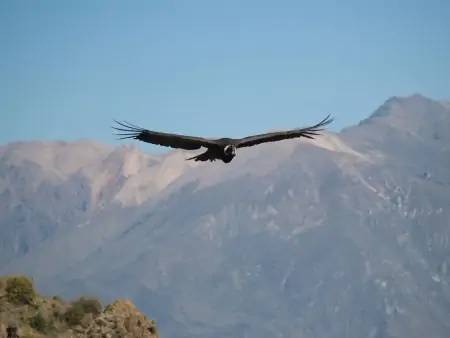 Les condors de la Cordillère des Andes