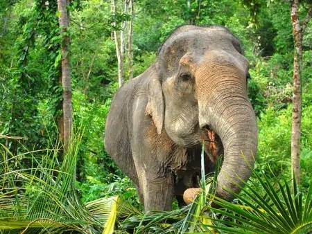 Eléphants et cyclo-pousse dans Chiang Mai