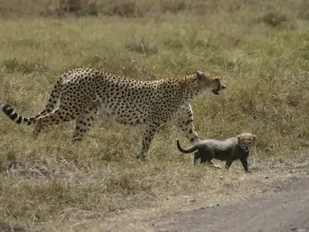 Safari dans le Masai Mara