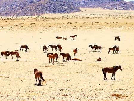 Le galop fascinant des chevaux sauvages (305 km)