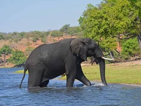 Eléphants et plaines inondables de Chobe