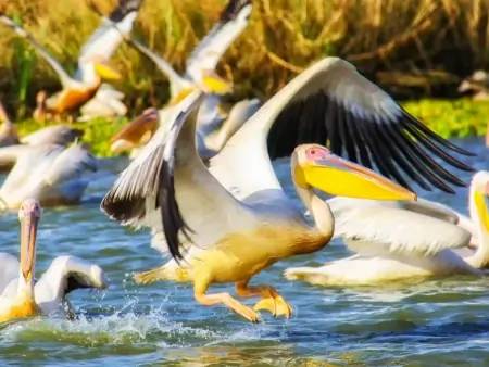 Un rendez-vous exceptionnel au cœur de la réserve du Parc des Oiseaux de Djoudj