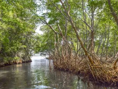 Mangrove, oiseaux et formations rocheuses au Parc National de Los Haitises,