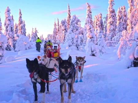 Au cœur de la nature arctique avec les huskies