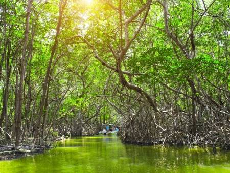 Biosphère de Celestún, entre mangroves et flamants roses
