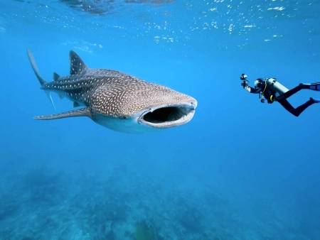 Holbox : plage paradisiaque, snorkeling et requins-baleines 