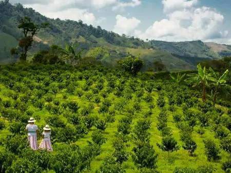 Les plantations de café traditionnelles